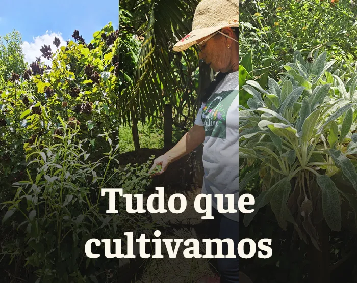 Tudo que cultivamos